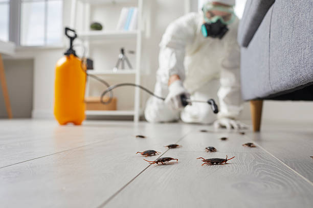 Affordable Termite Control solutions in Rolling Hills, CA